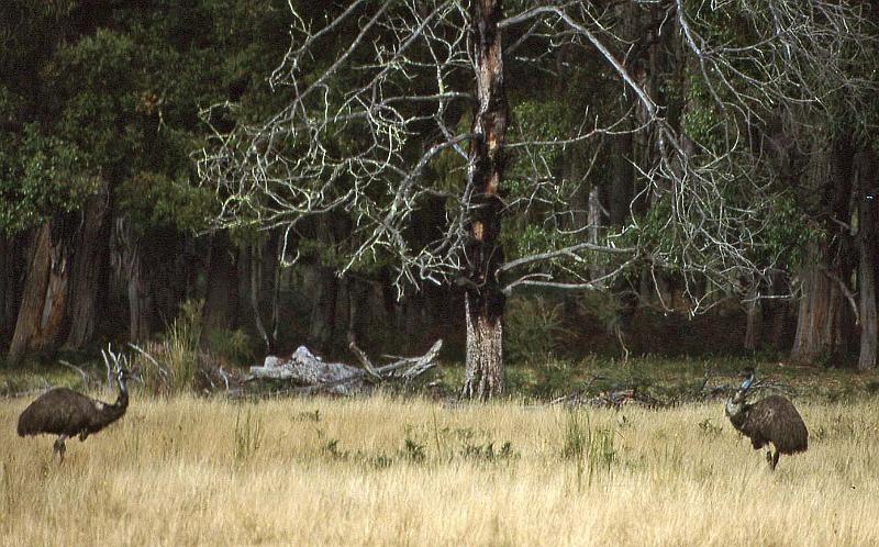 WT 0400 069-26 Australia Emus.jpg